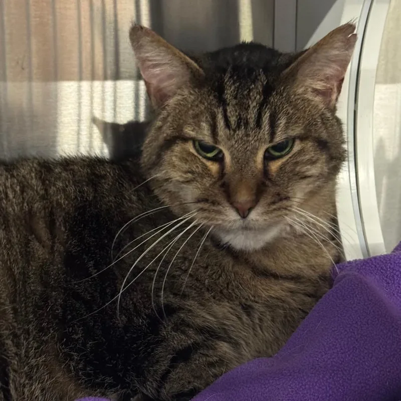 A senior large-sized male Brown / Chocolate Domestic Short Hair cat named Chip Skylark for adoption in Dearborn, MI