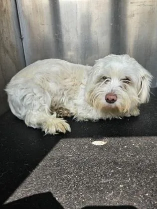 An adult small-sized female White / Cream Lhasa Apso dog named Ava AKA Primrose for adoption in Dallas, TX