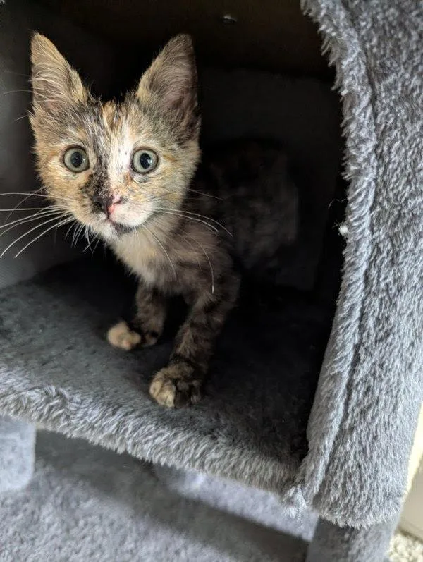 A baby small-sized female Domestic Short Hair cat named Donette for adoption in Bonsall, CA