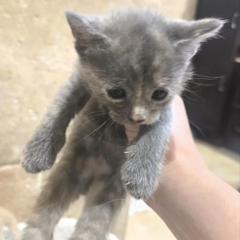 A baby small-sized female Blue Cream American Shorthair cat named Claire for adoption in Staten Island, NY