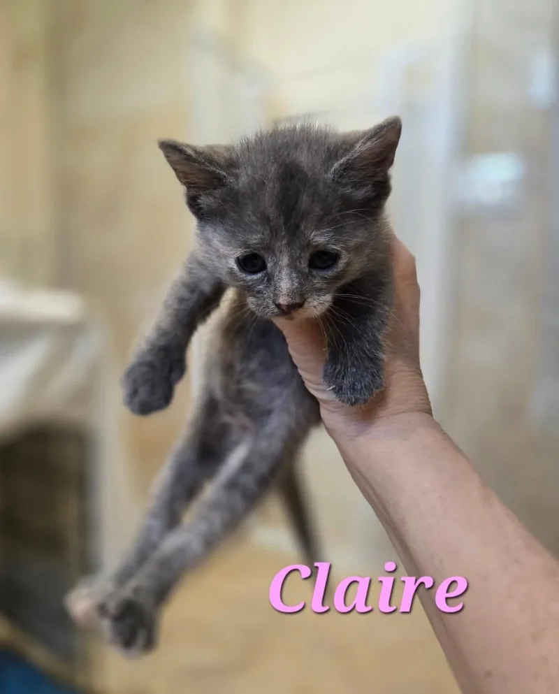 Claire thumbnail 4