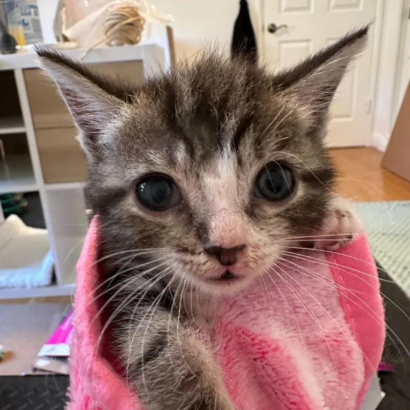 A baby small-sized female Brown / Chocolate Domestic Short Hair cat named Bubbles for adoption in Long Beach, CA