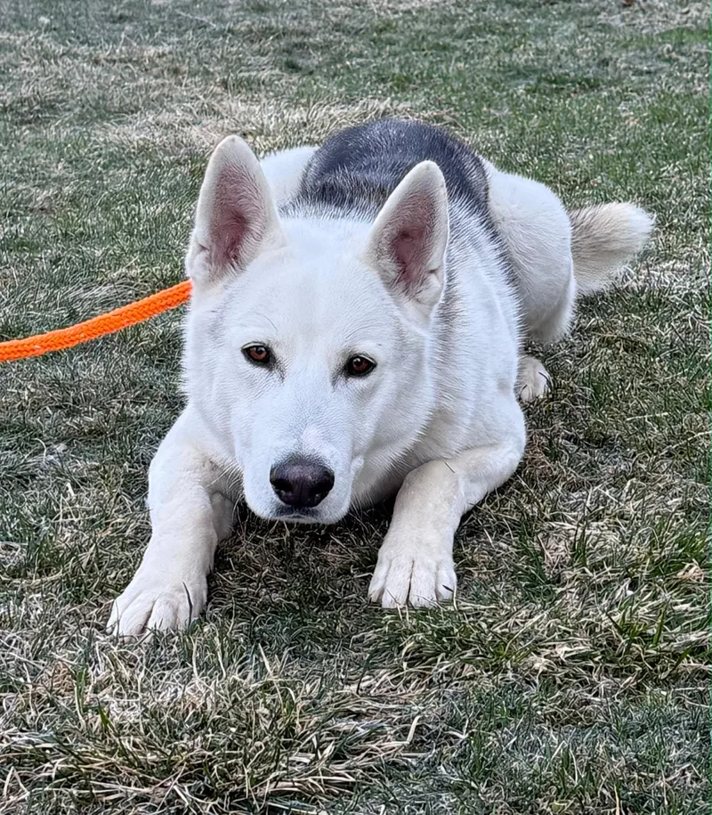 An adult medium-sized male White / Cream Husky dog named Cooper for adoption in tannersville, PA
