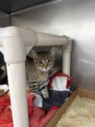 A baby small-sized female Domestic Short Hair cat named Avocado for adoption in Madison, NJ