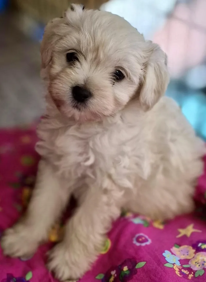 A baby small-sized female White / Cream Maltipoo dog named Bonnie for adoption in Los Angeles, CA