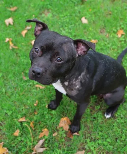 An adult large-sized male Pit Bull Terrier dog named Squirt for adoption in Westland, MI