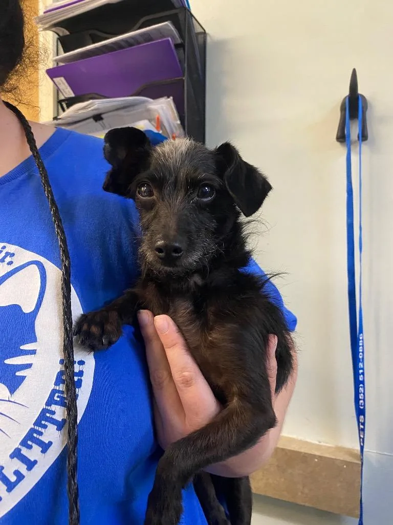 An adult small-sized male Mixed Breed dog named Dodo for adoption in Ocala, FL