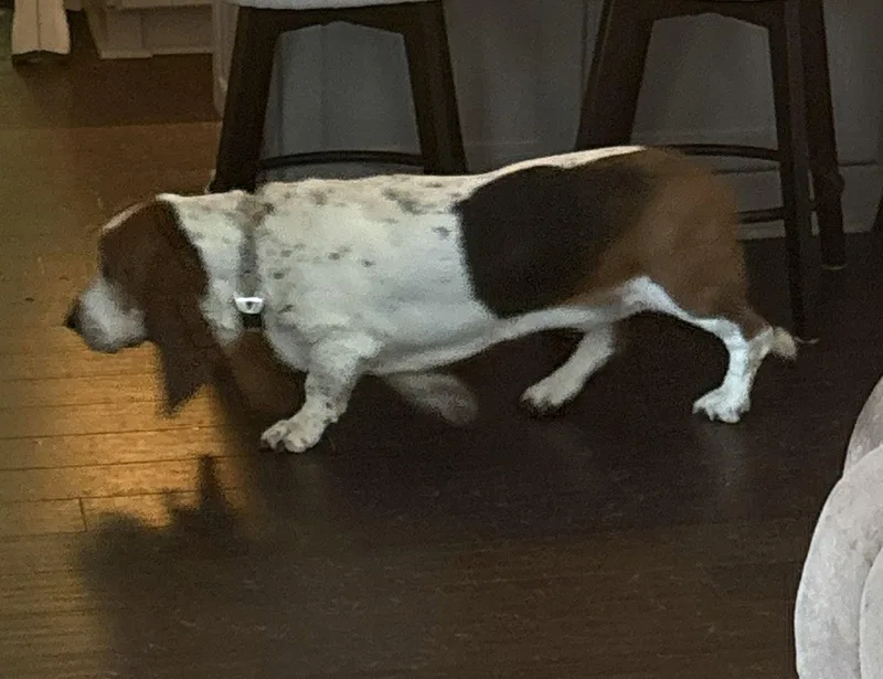 A young medium-sized male Basset Hound dog named Norman for adoption in Mays Landing, NJ