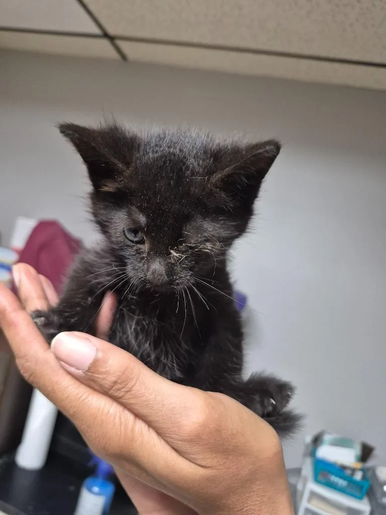 A baby medium-sized female Domestic Short Hair cat named Ruby for adoption in Cincinnati, OH