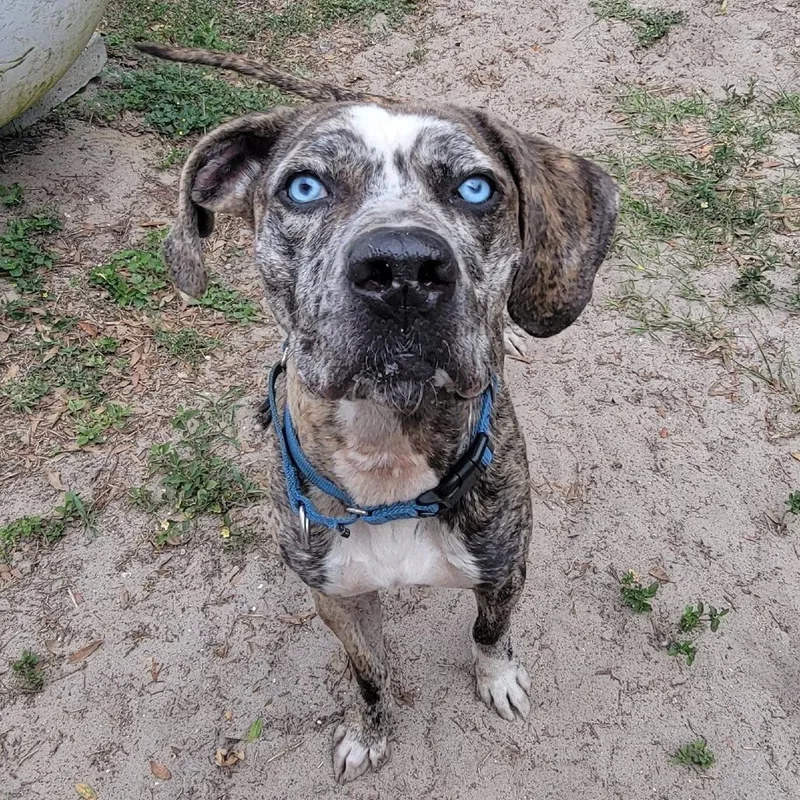 An adult medium-sized male Brindle Mixed Breed dog named Pixel for adoption in Lake Panasoffkee, FL