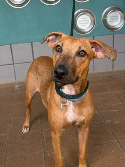 An adult medium-sized female Mixed Breed dog named Eden for adoption in Honolulu, HI