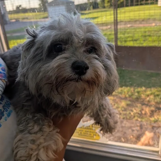 Phoebe