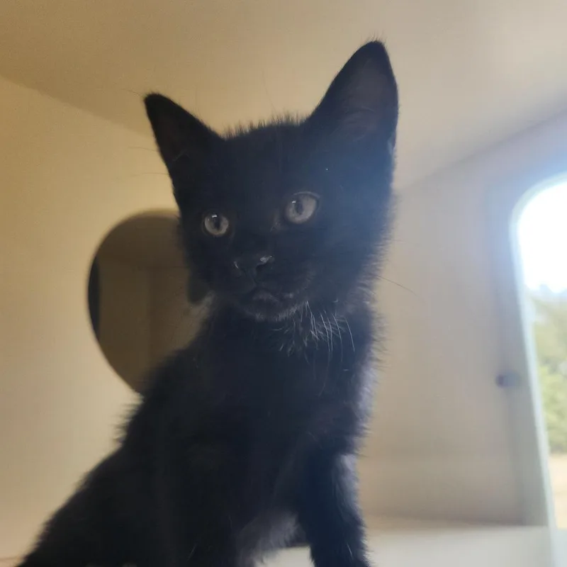 A baby small-sized female Domestic Short Hair cat named Coven for adoption in Pullman, WA