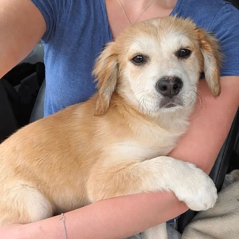 A baby medium-sized female Golden Retriever dog named Sierra for adoption in Carmel, NY