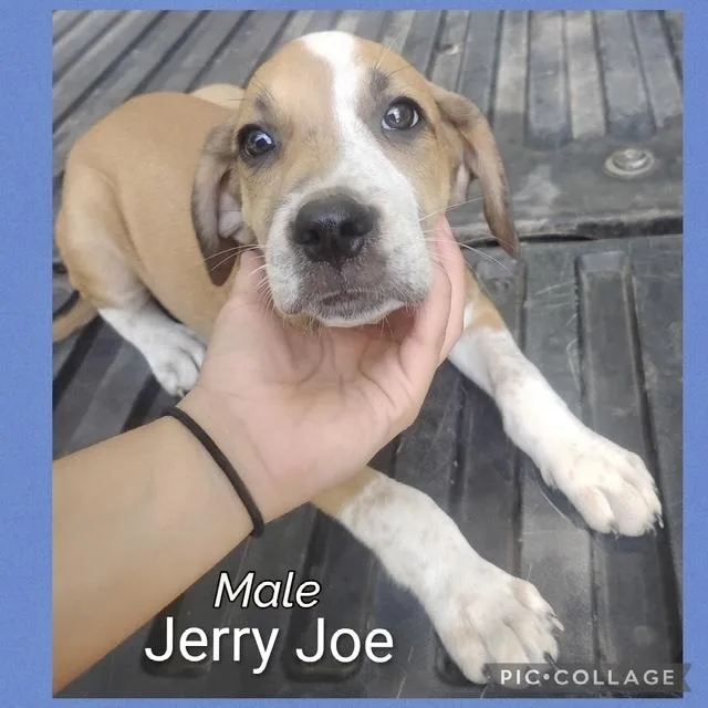 A baby medium-sized male Hound dog named Jerry Joe for adoption in Manchester, CT