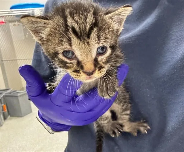 A baby small-sized female Domestic Short Hair cat named Lindsey for adoption in Naples, FL