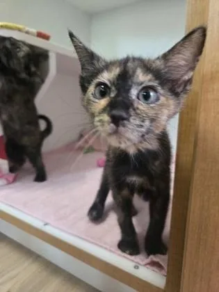 A baby small-sized female Domestic Short Hair cat named Scrappy for adoption in Savannah, GA