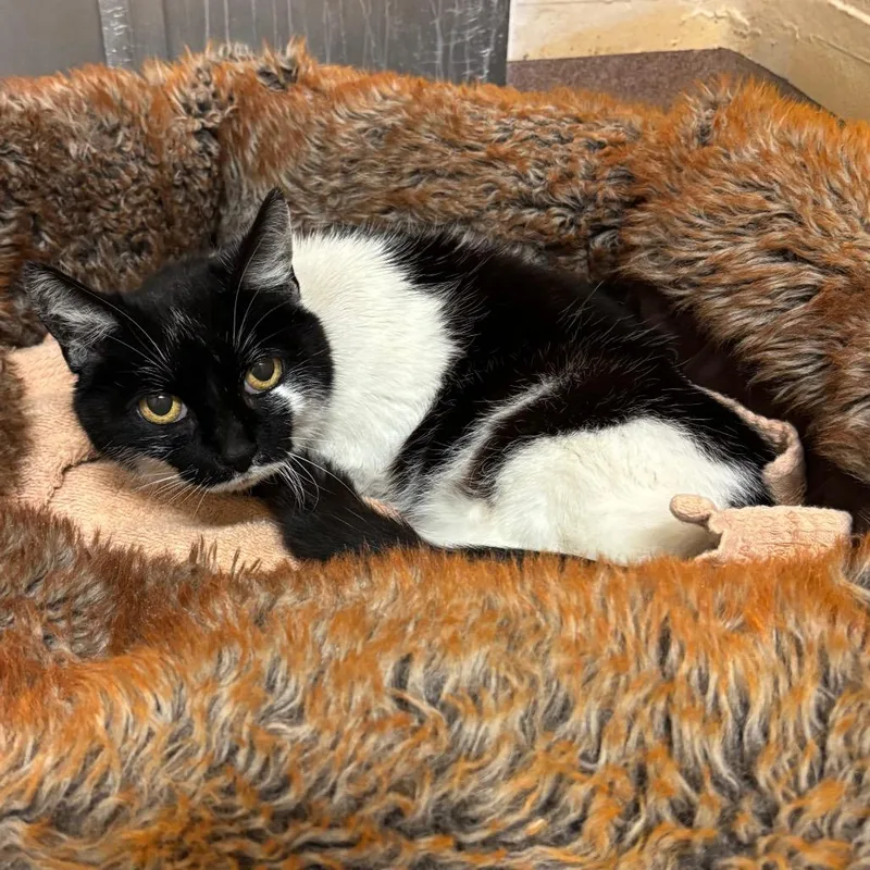 Queen Muna thumbnail 2