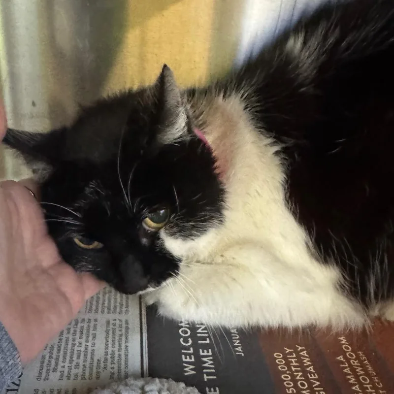 Queen Muna thumbnail 3