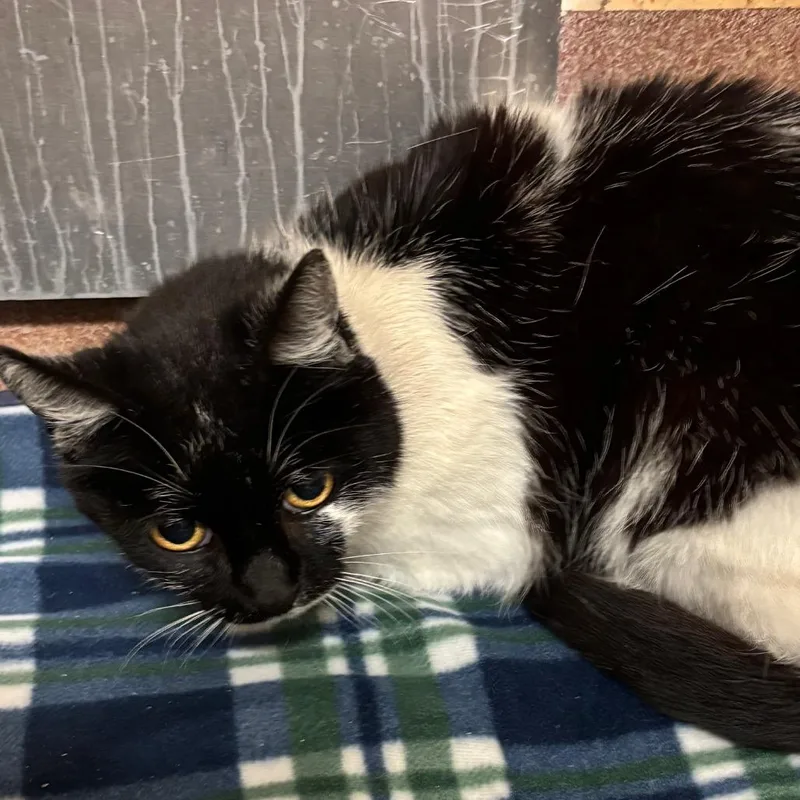 Queen Muna thumbnail 4