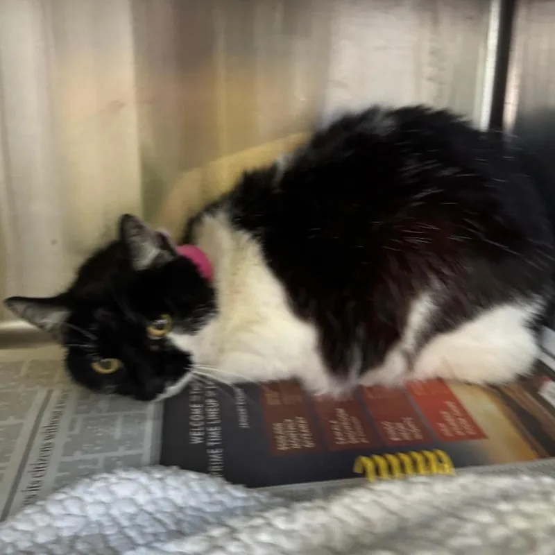 Queen Muna thumbnail 6