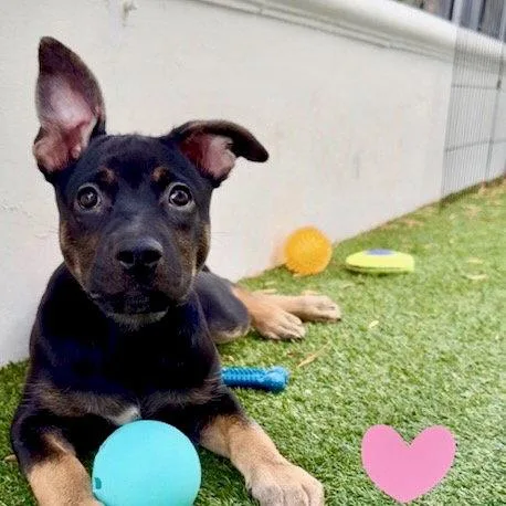 A young medium-sized female German Shepherd Dog dog named Avalon for adoption in San Juan Capistrano, CA