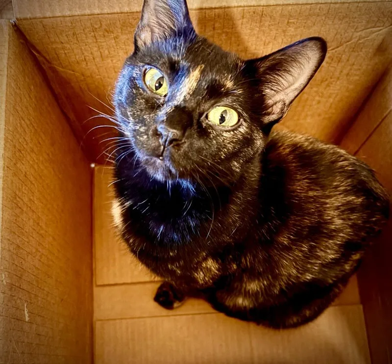 A young medium-sized female Domestic Short Hair cat named Tuna Minnow for adoption in Minneapolis, MN