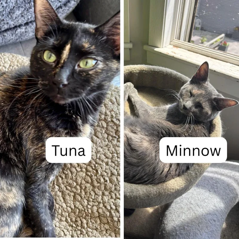 Tuna  Minnow thumbnail 3