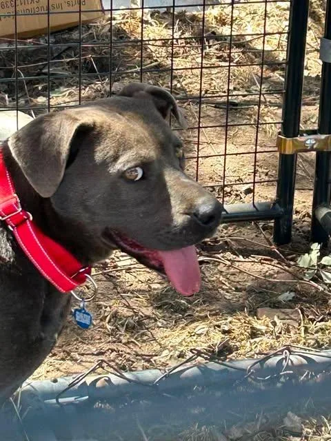 A young large-sized male American Staffordshire Terrier dog named Big Boy Oakhurst for adoption in Oakhurst, CA
