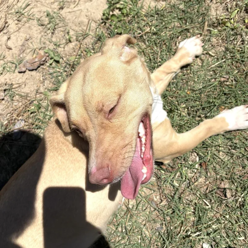 An adult small-sized female Golden Dachshund dog named Honey for adoption in claxton, GA
