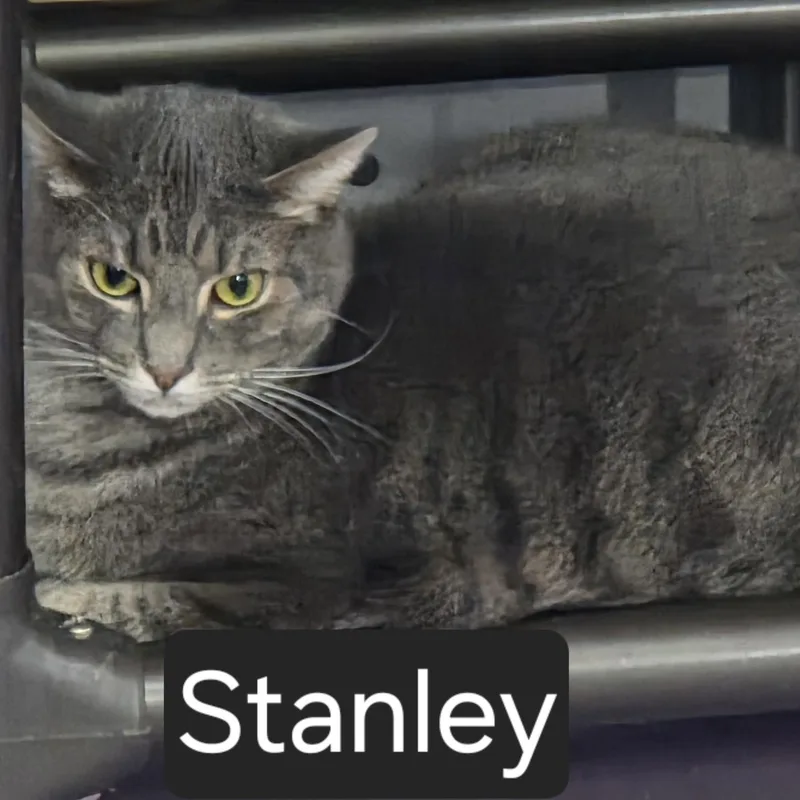 An adult large-sized male Tabby (Gray / Blue / Silver) Domestic Short Hair cat named Stanley for adoption in SNOW HILL, NC