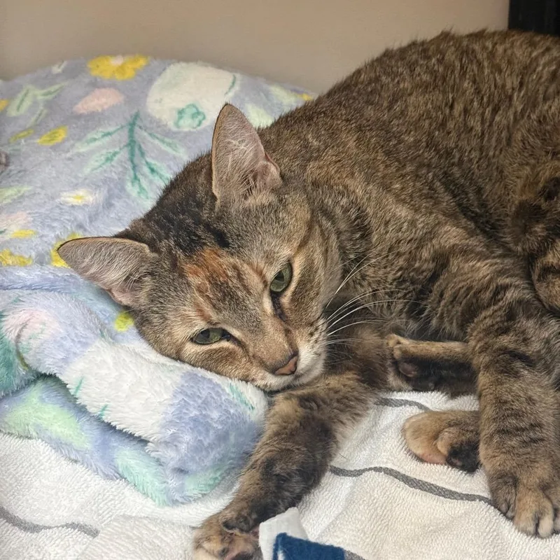 An adult medium-sized female Torbie Domestic Short Hair cat named Moultrie for adoption in Naples, FL