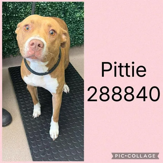A young medium-sized female Mixed Breed dog named Pittie for adoption in Macon, GA