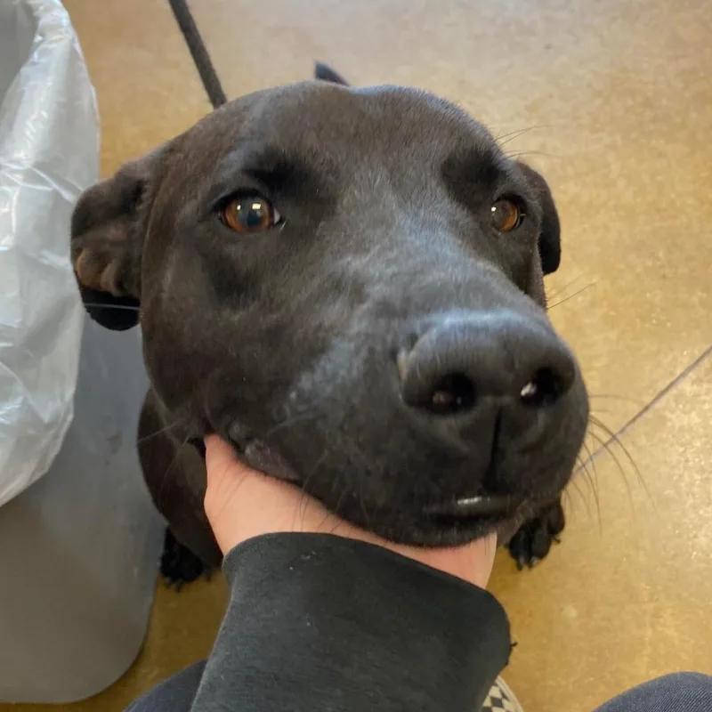 A senior large-sized female Retriever dog named Trixie U for adoption in Tupelo, MS