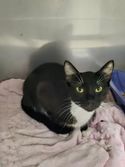 A young medium-sized female Domestic Short Hair cat named Zigzag for adoption in Killeen, TX