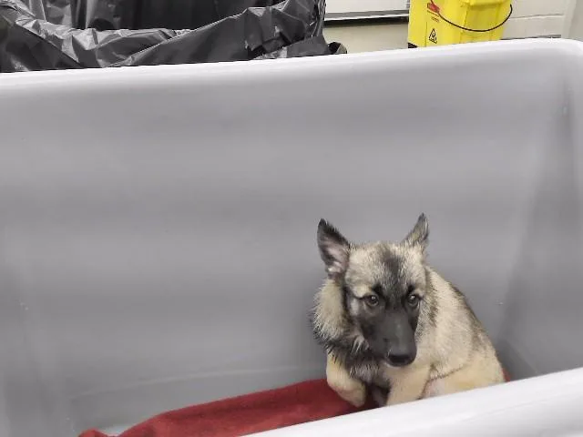 A baby small-sized male German Shepherd Dog dog named Theon for adoption in Omaha, NE