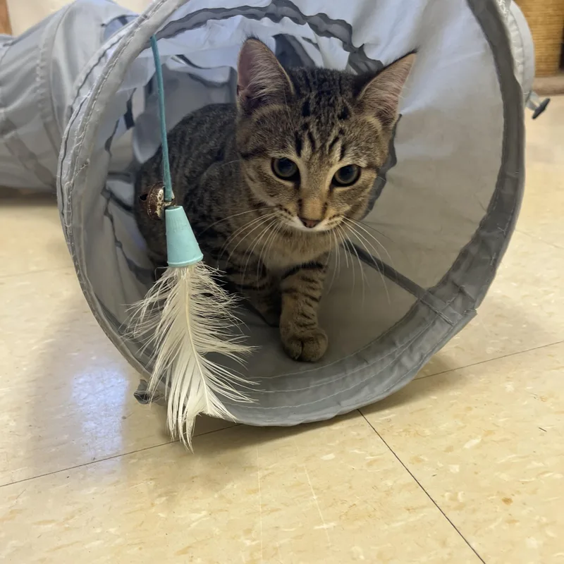 A baby medium-sized female Tabby (Brown / Chocolate) Domestic Short Hair cat named Chipmunk for adoption in Red Wing, MN