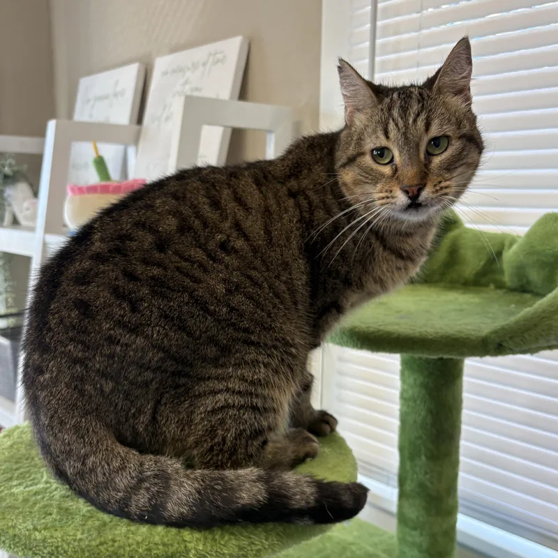 Princess thumbnail 2