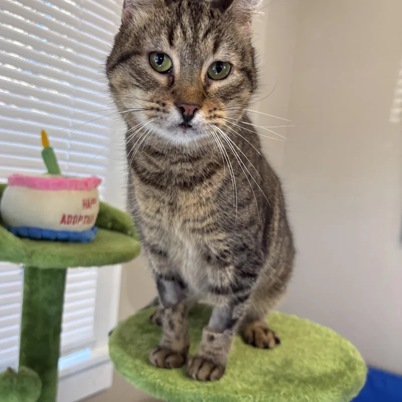 Princess thumbnail 3