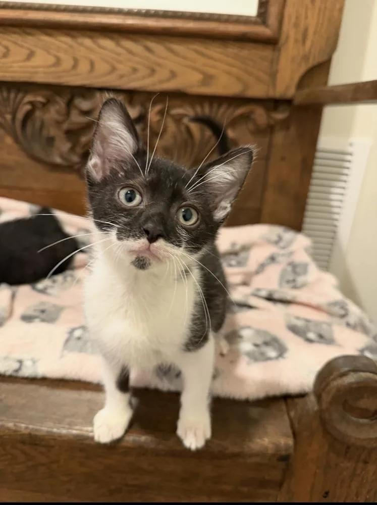 A baby small-sized male Domestic Short Hair cat named Lenox for adoption in Marietta, GA