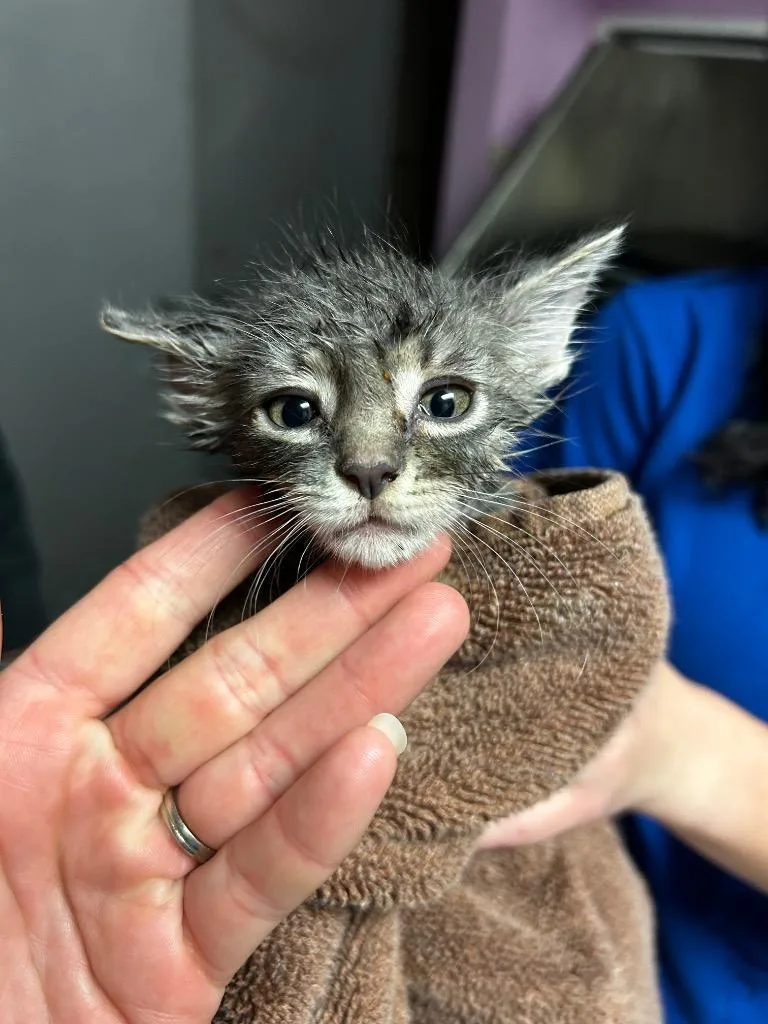 A baby medium-sized male Domestic Short Hair cat named Fruit Fly for adoption in Morgantown, KY