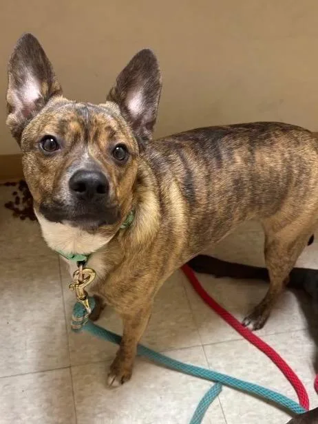A young medium-sized male Mixed Breed dog named Remy Bonded With Baby for adoption in Peru, NY