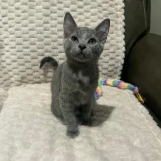 A baby small-sized male Gray / Blue / Silver Domestic Short Hair cat named Nimbus for adoption in Overland Park, KS
