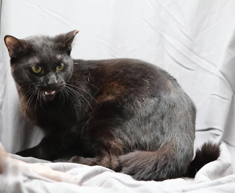 A young large-sized male Bombay cat named Ted for adoption in Appling, GA