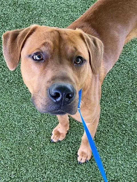 An adult medium-sized male Labrador Retriever dog named Brandon for adoption in Fayetteville, NC
