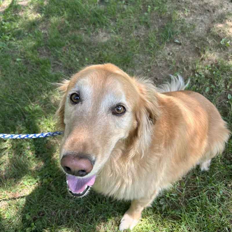An adult medium-sized female Golden Retriever dog named Willow for adoption in Richland Center, WI