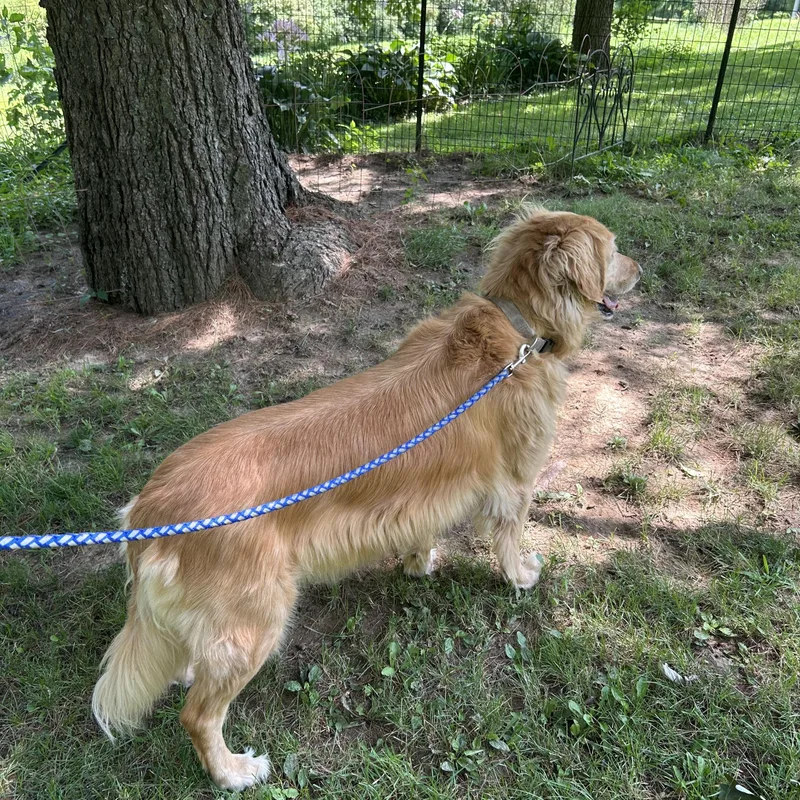 Willow thumbnail 2