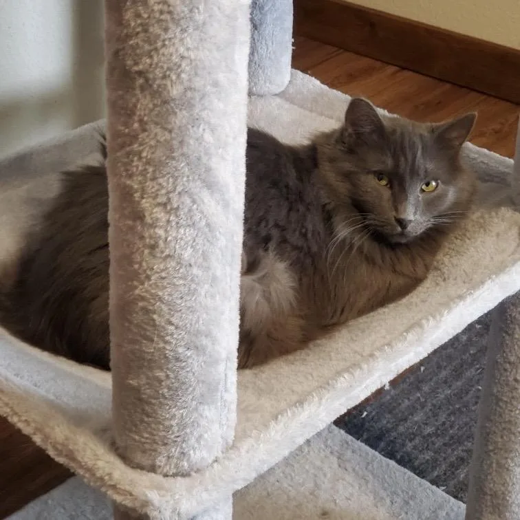 Lavender thumbnail 2