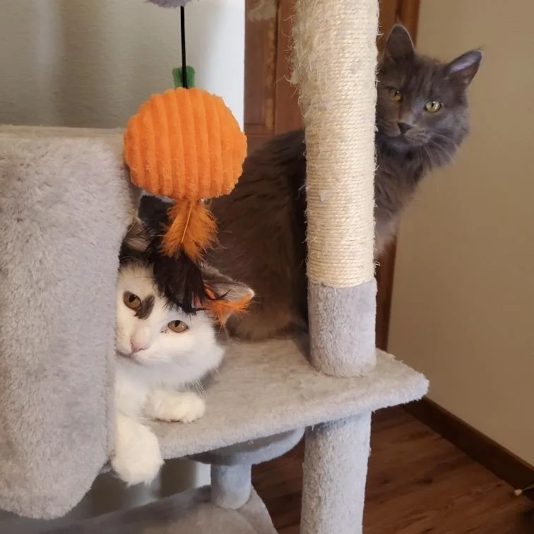 Lavender thumbnail 3