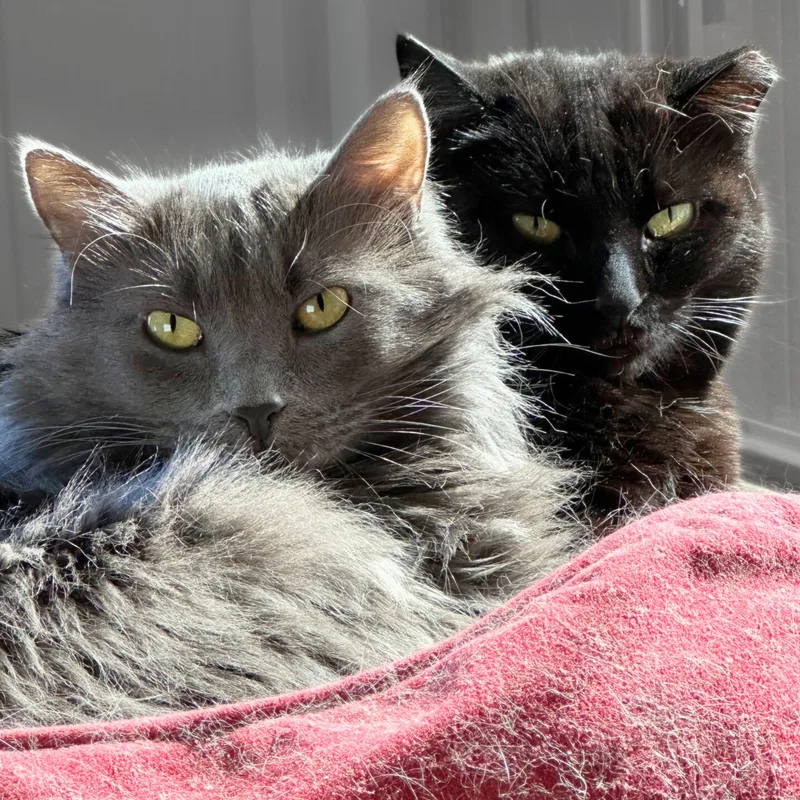 Lavender thumbnail 4